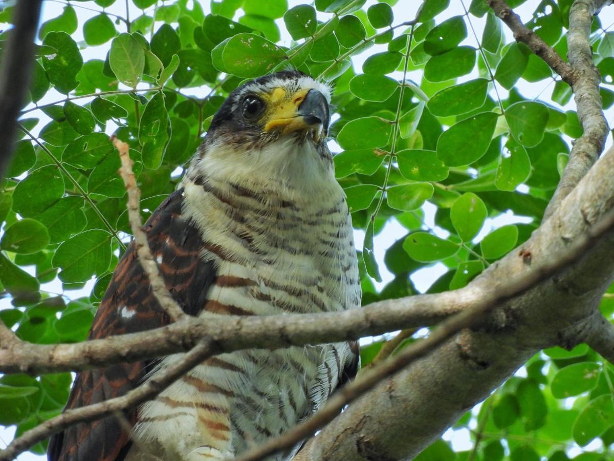 Finca Ecoturistica Los Jagueyes Baraya Kültér fotó